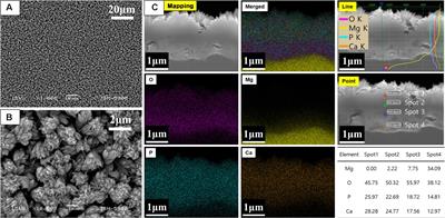 Enhancement of Bone Regeneration on Calcium-Phosphate-Coated Magnesium Mesh: Using the Rat Calvarial Model